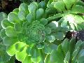 Aeonium / Aeonium arboreum